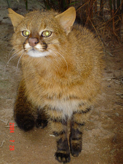 gato de los pajonales Leopardus colocolo