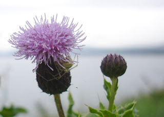 Thistle