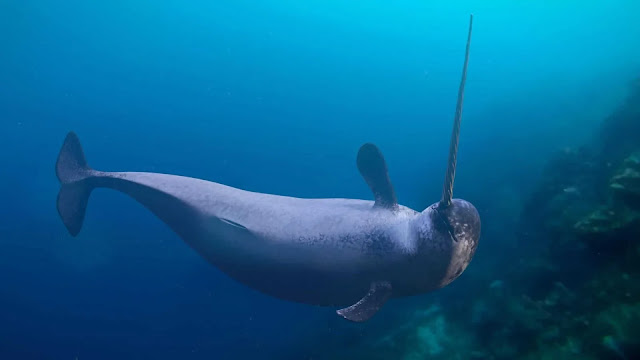 Narwhals horn fish