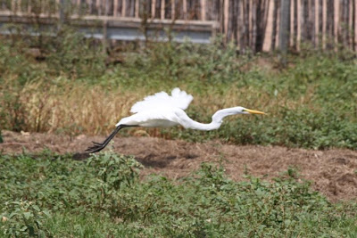 great (common) egret