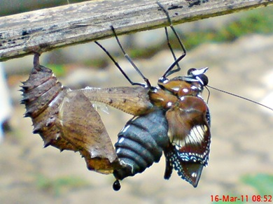 Common Eggfly Butterfly Emerging from a Chrysalis 03