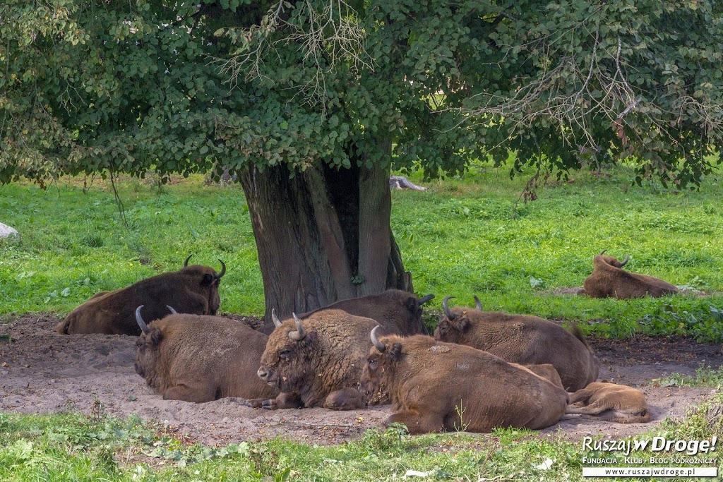 W Rezerwacie Żubrów w Białowieży