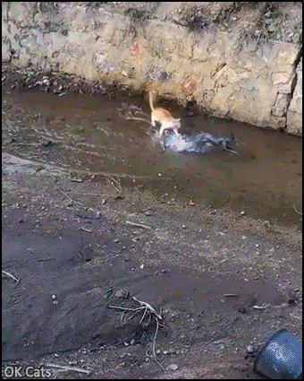 Amazing Cat GIF • 2 cats playing hard running like crazy. Synchronized parkour. CATch me if you can! [ok-cats.com]