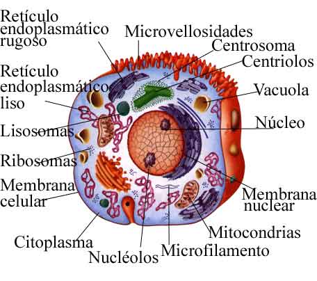 celula animal. celula animal