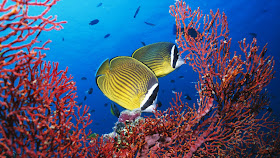 Peces, tortugas, focas, tiburones, corales, medusas y fondo marino - Animales Acuáticos - SeaBed