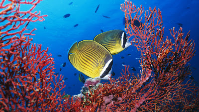 Peces, tortugas, focas, tiburones, corales, medusas y fondo marino - Animales Acuáticos - SeaBed