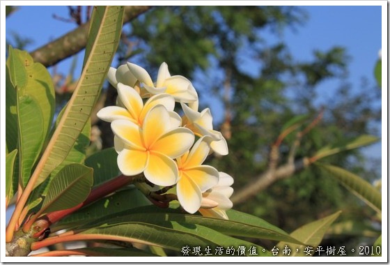 樹屋旁邊的住家種了一棵「雞蛋花」，正式名稱叫「緬梔」為夾竹桃科，我想是因為開花的顏色像極了蛋黃及蛋白的顏色吧，尤其是單看一片花瓣的時候，還真的會以為是一顆白煮蛋。