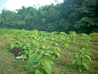 Budidaya Jabon Merah