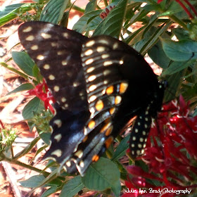 Eastern Black Swallowtail Butterfly