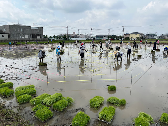 こしがや田んぼアート2022プレバトシャッターアート田植え (@ 第一工場ごみ処理施設リユース in 越谷市, 埼玉県)