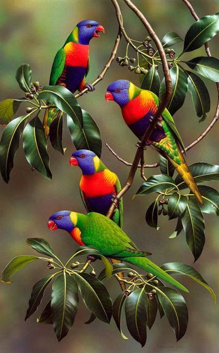 Rainbow Lorikeet (Trichoglossus haematodus) | Our World’s 10 Beautiful and Colorful Birds