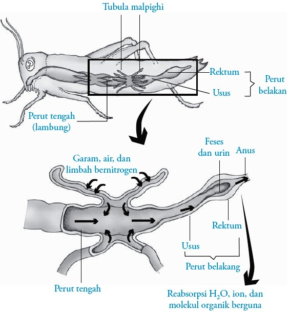 Sistem Ekskresi pada  Serangga  Belalang