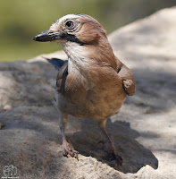 arrendajo euroasiático​ (Garrulus glandarius)