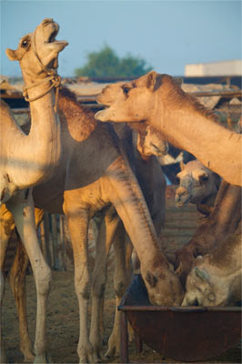 Camels fight at feeding time in the Doha camel market