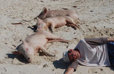 Unusual Tourists Invade Bahamas Seen On www.coolpicturegallery.us