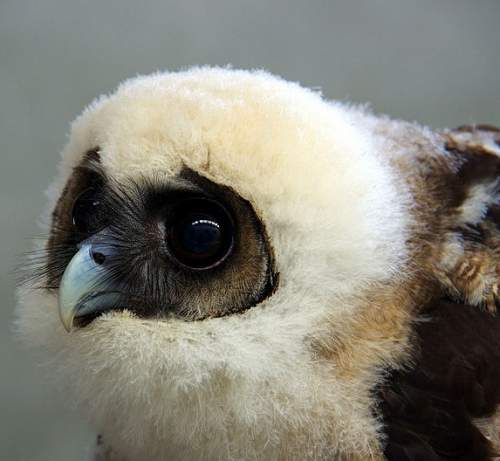 Brown wood owl - Strix leptogrammica