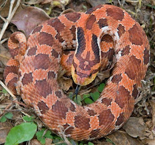 western diamondback rattlesnake  facts