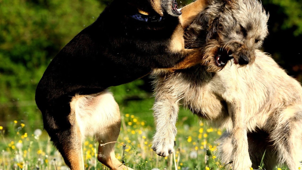 Dog aggression - Dog Aggressive