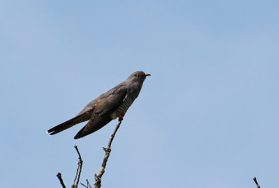 Koekoek - Koekoek - Cuculus canorus