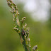 Attack of the Asparagus Beetle!!