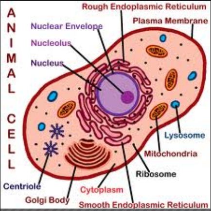 Animal Cell Model Diagram Project Parts Structure Labeled ...