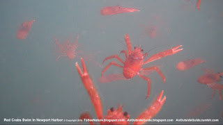 Red Crabs In Newport Beach - Red Crabs Swim In Newport Harbor