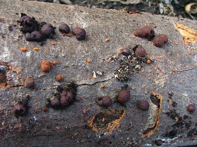 Hypoxylon fragiforme