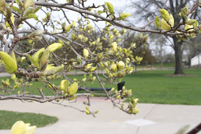 Spring Flowers