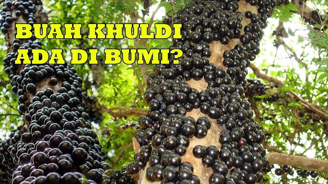 Wujud Dan Bentuk Buah Khuldi