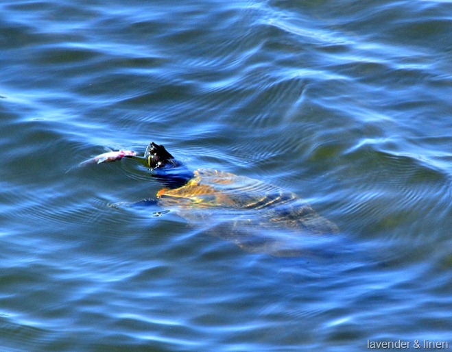 lake 046