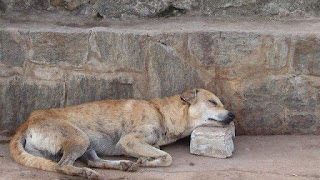 Stray dog lying on concrete ground, sleeping with head pillowed on square-cut rock