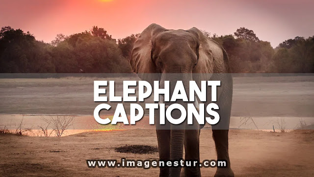 Elephant Captions for Instagram