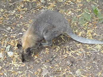 2018.07.19-007 wallaby de Bennett