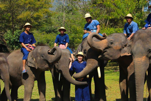 the chang chiang mai, the chang elephant camp, the chang chiang mai elephant camp, the chang elephant camp chiang mai, maesa elephant camp, maesa elephant chiang mai