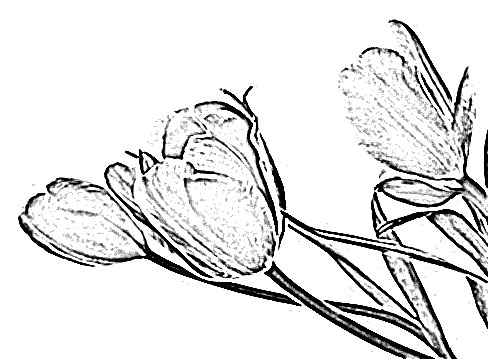 Sketch of Flower Tulip Drawing