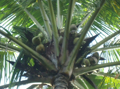 Manfaat Air Kelapa Hijau Bagi Kesehatan Tubuh Manusia Manfaat Air Kelapa Hijau Bagi Kesehatan