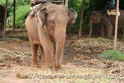  Pachyderm  in Chiang Mai