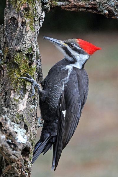 Aves | Ornitologia