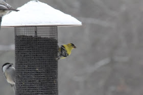 male goldfinch, early Spring 2016