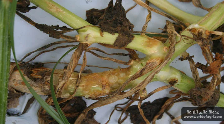 مكافحة والسيطرة على لفحة الساق الصمغية - علاج فطريات العفن الأسود في القرعيات - عالم الزراعة