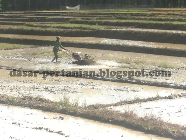 Manfaat Membajak Sawah Sebelum Menanam Padi