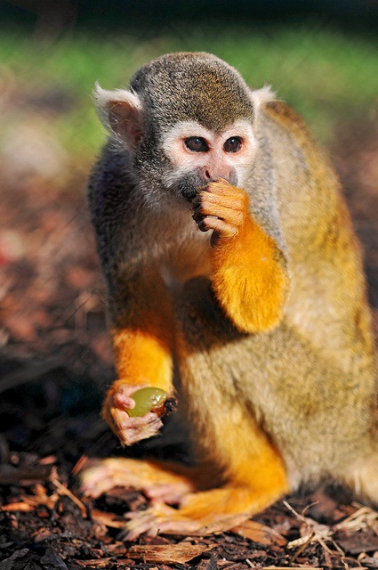 pictures of cute monkeys