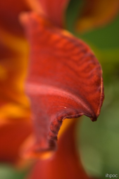 IMG_8919 copy