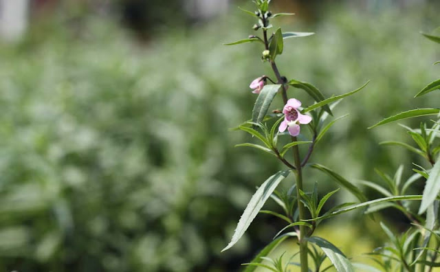 Angelonia Flowers Pictures