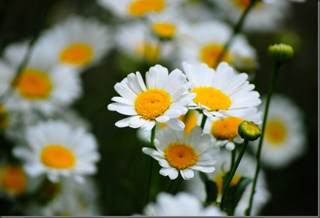 3 LEUCANTHEMUM VULGARE DSC_6135x