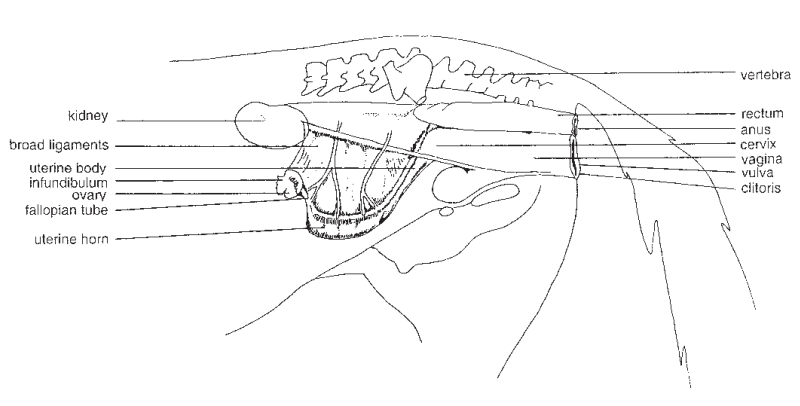  Gambar  Dokter Hewan Anatomi Anjing  Alat Kelamin Betina 3d 