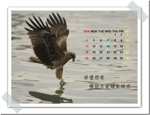 1月  黑鳶(攝於  基隆港)