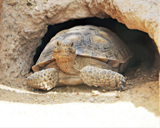 Desert Tortoise - Facts, Diet, Habitat