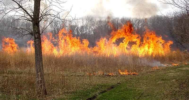 Prescribed burn (photo by Rachel Smith)