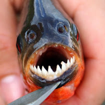 10 Ikan Paling Buas Dan Mematikan Di Muka Bumi